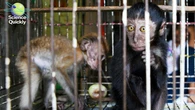 From pet stores to pandemics—how wildlife trade helps diseases jump to humans