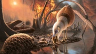 An asteroid extinguished all the dinosaurs except for birds. Here’s why