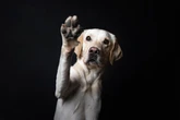 How to tell if your dog is left-pawed or right-pawed, according to science