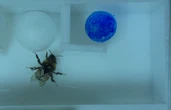 Bumblebees use tools to solve complex problems—despite not being trained to do so