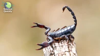 Metallic scorpion stingers, preeclampsia hope, canceled wind energy projects