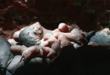 Celebrate Mother’s Day with nine bold, beautiful and bizarre animal moms