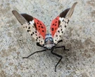 Spotted lanternflies’ love of cities may be the secret to their invasion success