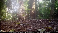 See unprecedented images of Sunda clouded leopards, the ‘ghosts of the forest’