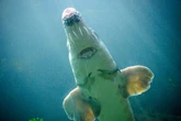 Sturgeon fish sex sounds like ‘thunder’