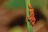 Beetle larvae mimic flower scents to attract bee hosts