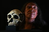 Did our human ancestors and Neanderthals share a common culture?