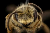 Can bees sense magnetic fields?