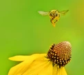 Tiny robot drones learn to navigate the world like honeybees