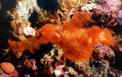 A real Mr. Snuffleupagus? Meet the ocean’s strangest new fish species