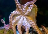 Octopus sex is even weirder than you think