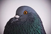 Chaotic pigeons are helping redefine what we know about learning
