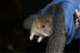 This small rodent is at the center of theories about the hantavirus outbreak