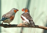 Will humans one day talk to animals? This scientist is bringing us closer
