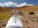 These absurdly cute mice live at higher altitudes than any other mammal—here’s how they do it