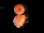 The secret to immortality might be a sea cucumber