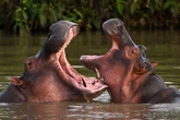 Colombia will euthanize Pablo Escobar’s invasive ‘cocaine hippos’
