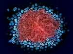 Person functionally cured of HIV after bone marrow transplant from sibling