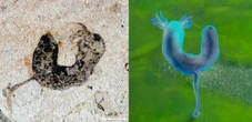 ‘Jaw-dropping’ fossils reset the clock on when complex animals evolved