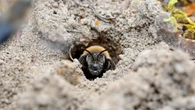 Scientists just discovered 5.6 million bees under a New York cemetery