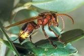 Earth is home to 20 million insect species—three times more than we thought