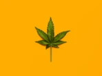 What we know—and what we don’t—about marijuana’s health effects
