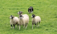 What AI-herding scientists can learn from watching ‘sheepdog YouTube’