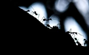 These ants navigate with a compass tuned to the moon