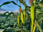 Here's the deal with 'corn sweat'—it's not all actually corn's fault
