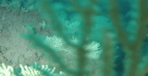 Long-lost coral reefs rediscovered off the coast of Africa