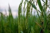 Plants can ‘hear’ rain coming, spurring them into action