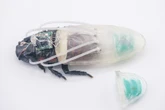 Scientists just unveiled “cyborg” cockroaches that can breathe underwater for hours