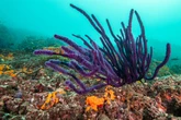 The war in Iran is supercharging an ecological crisis in the Persian Gulf