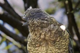 See Bruce the parrot wield his broken beak like a deadly weapon
