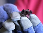 How the wildlife trade boosts the chance of a disease jumping from animals to humans