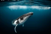 Humpback whales sometimes hang out with their mouth open, baffling scientists