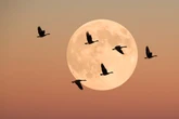 How darkness might save migratory birds