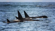 Video reveals orcas smashing fish to smithereens, possibly for fun