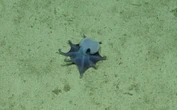 Tiny alien-like blue octopus discovered lurking off the Galapagos Islands