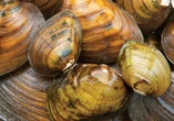 The baffling ecological disaster that's killing America’s freshwater mussels