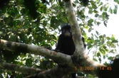 Scientists discover a ‘remarkable’ new monkey species with orange lips and a froglike roar