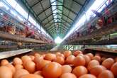 Eggs Hit by Bird Flu Crisis as Farmers Loose Flocks to Virus