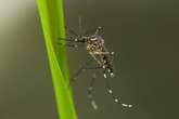 Female Mosquitoes Follow Each Other to Breeding Sites