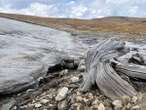 Pristine Ancient Forest ‘Frozen in Time’ Discovered in Rocky Mountains