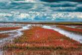 The Future of Food May Depend on Crops, Such as Quinoa, That Thrive in Salty Soils