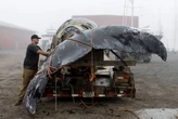 Proposed House Bill Would Weaken Marine Mammal Protection Act, Endangering Whales, Dolphins and More