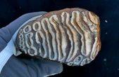 Scientists Sequence Bacterial DNA from Germs in Mammoth Teeth