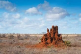 Animals Expend 76,000 Gigajoules of Energy Sculpting Our Planet Every Year