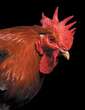 How the Strange Relationship between Chickens and Humans Shaped Our World