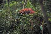 How Baby Orangutans Become Master Treehouse Architects